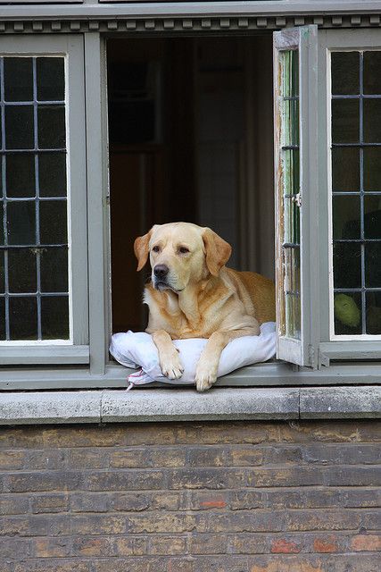 "The most photographed dog in Bruges, Belgium, Fidel delights all by sitting in the window watching the world go by. This is how he appeared in the movie 'In Bruges'" • photo: Donna Post on Flickr Golden Labrador, In Bruges, Bruges Belgium, Diy Dog, 귀여운 동물, Mans Best Friend, Dog Pictures, The Window, Dog Life