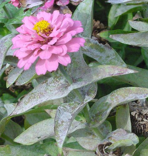 Powdery Mildew on Peony, Vine Crops, Lilacs, Roses – NDSU Cass County Extension Horticulturist Don Kinzler Peony Care, Peony Bush, Planting Peonies, Lilac Bushes, Fall Care, Lilac Roses, Powdery Mildew, Garden Tips, Peony Flower