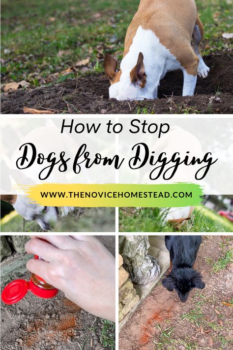 How To Keep Dogs From Digging Out Fence, Prevent Dogs From Digging, Keep Dogs From Digging, Digging Box For Dogs, How To Keep A Dog From Digging, How To Keep Dogs From Digging, Stop Dog From Digging Holes In Yard, Dog Digging Holes Stop, How To Keep Dogs Out Of Garden