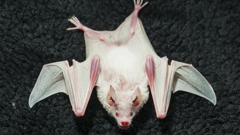 Bat Anatomy, Bat Aesthetic, Eastern Gray Squirrel, Stella Luna, Cute Bat, Pretty Animals, Weird Creatures, Pink Eyes, Weird Animals