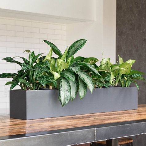 Indoor Planter Box, Long Planter, Indoor Plants Styling, Plant Containers, Small Indoor Plants, Fiberglass Planters, Rectangular Planters, Plant Box, Modern Planters