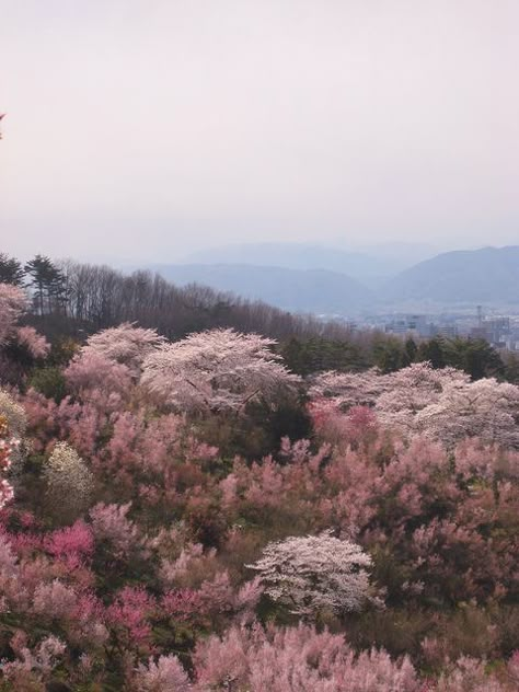 Tessa Violet, Fukushima Japan, Pink Landscape, Travel Things, Pink Trees, Fukushima, Travel Stuff, Pretty Places, Mother Earth