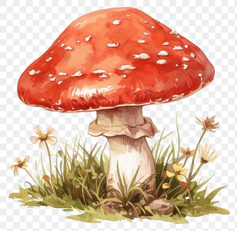 Red Mushroom Art, Watercolour Mushroom, Mushroom Reference, Mushrooms Aesthetic, Mushroom Amanita, Aesthetic Pngs, Mushroom Png, Mushroom Illustration, Red Mushrooms