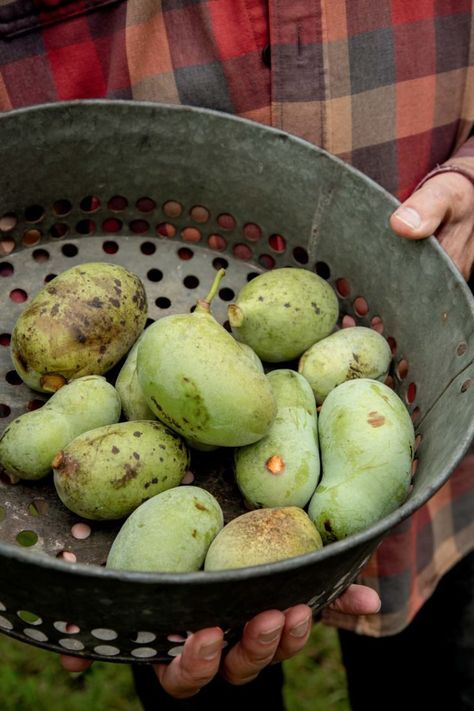 The Mad Scientist of Pawpaws – Garden & Gun Pawpaw Recipes, Paw Paw Tree, Selective Breeding, Apple Seeds, Fruit Dishes, Wild Edibles, Green Fruit, Sustainable Garden, Growing Fruit