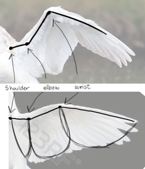 #wings#cats#birds Winged People Reference, Angle Wing Reference, Wing Refrences Drawings, Parrot Wings Reference, Wing Placement Reference, Dynamic Wing Poses, How To Sculpt Wings, Wings Refrence Art, How To Draw Wings Simple