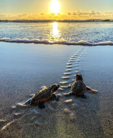 Turtle Lovers 🐢 | Such an amazing picture Oceanography Marine Biology, Baby Sea Turtles, Coastal Painting, Beautiful Sea Creatures, Ocean Pictures, Turtle Beach, A Turtle, Photo Of The Day, Sea Turtles