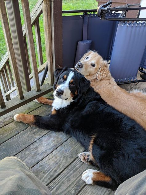 Bernese Mountain Dog And Golden Retriever, Golden Retriever And Bernese Mountain Dog, Burmese Mountain Dogs, Unusual Animal Friendships, Animal Friendships, Engelberg, Really Cute Dogs, A Monkey, Pretty Animals