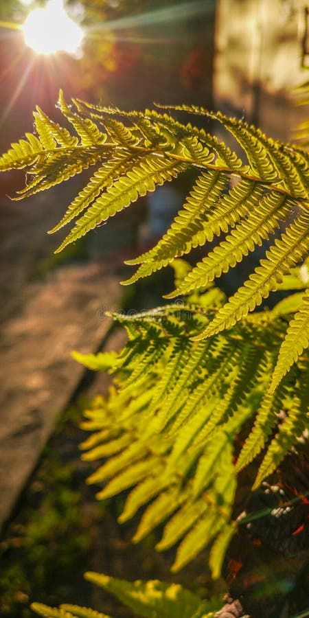 Wild natural green fern leaf in the backlight of the setting sun. tropical tree leaves, wild fern leaves, osmunda stock photo Fern Leaves, The Setting Sun, Free Vector Illustration, Fern Leaf, Tropical Tree, Setting Sun, Tree Leaves, Vector Illustrations, Fern