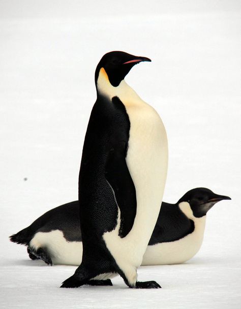 Emperor Penguin Tattoo, Emporer Penguin, Baby Emperor Penguin, Northern Rockhopper Penguin, Emperor Penguin Photography, Penguin Species, Gentoo Penguin, Penguin Craft, Emperor Penguin