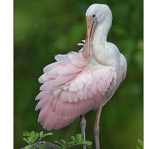 P~~~Roseate spoonbill (Platalea ajaja) - sometimes placed in its own genus Ajaia - is a gregarious wading bird of the ibis and spoonbill family, Threskiornithidae. Spoonbill Bird, Bird Painting Acrylic, Roseate Spoonbill, Coastal Birds, Animal Action, Crazy Bird, Herons, Shorebirds, Bird Pictures