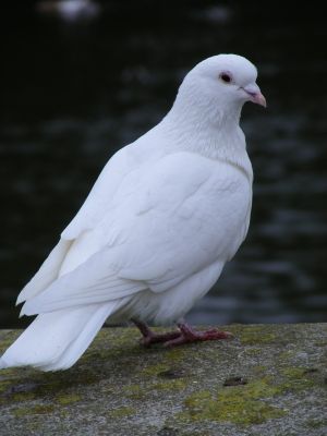 I want a white dove like the one I had last year Turtle Dove, Dove Symbolism, Dove Images, White Pigeon, Dove Pigeon, Dove Pictures, Dove Bird, Animal Symbolism, Ayat Alkitab