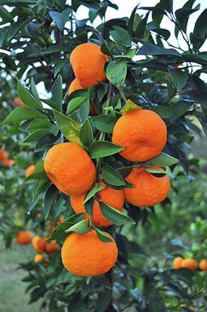 Tangerine Tangerine Tree, Citrus Garden, Tattoo Plant, Fruit Photography, Beautiful Fruits, Growing Fruit, Orange Tree, Fruit Plants, Fruit Garden