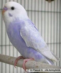 April 2013- I got my first bird, a purple budgie. I named the bird Buddy. Buddy was literally my life. Everyday I would take Buddy out of his cage and he would sit on my shoulder 24/7. I would do everything, from eating to doing homework to getting ready for school, with him on my shoulder. Unfortunately only two weeks after I got Buddy, he passed away for an unknown reason. I loved Buddy and still miss him. Parakeet Bird, Budgies Bird, Budgie Parakeet, Pet Bird, Exotic Birds, Pretty Birds, Colorful Birds, Cute Birds, Little Birds