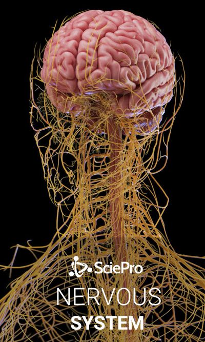 The Nervous System Diagram, Nervous System Diagram, Axillary Nerve, Femoral Nerve, Ear Reflexology, Radial Nerve, Human Digestive System, Median Nerve, Integumentary System