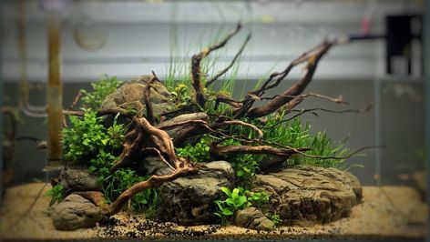 Spiderwood Aquascape, Wood Aquascape, Nature Tank, Biotope Aquarium, Fish Aquarium Decorations, Aquascape Design, Fish Tank Design, Aquarium Driftwood, Fresh Water Fish Tank