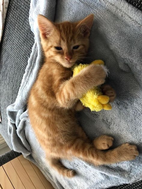 Orange Kitten, Tabby Kitten, Söt Katt, Orange Tabby Cats, Orange Cats, Orange Tabby, Cute Cats And Kittens, Cute Animal Photos