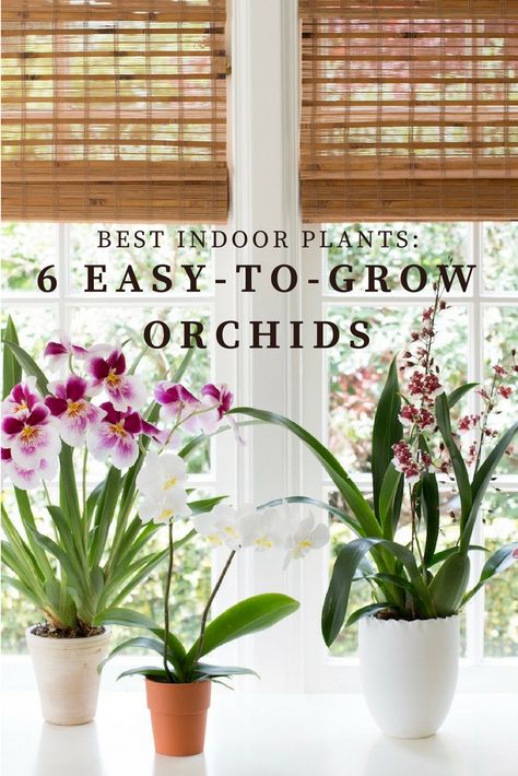 Orchid Care Rebloom, Indoor Orchid Care, Cymbidium Orchids Care, Grow Orchids, Phalaenopsis Orchid Care, Repotting Orchids, Indoor Orchids, Orchid Plant Care, Indoor Plants Styling