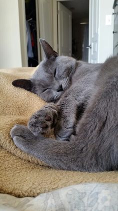 Korat Cat Aesthetic, Cute Gray Cat, Cute Grey Cat, Cats Gray, Korat Cat, Chartreux Cat, Gray Cats, Cat Grey, Cat Power