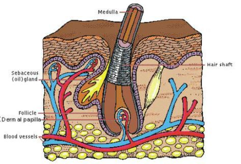 Why You Want Your Hair's Cuticles As Smooth as Possible Herbal Hair Care, Permanente Make-up, Fine Natural Hair, Hair Cuticle, Hair Growth Cycle, Herbal Hair, Hair Rinse, Voluminous Hair, Hair Thickening