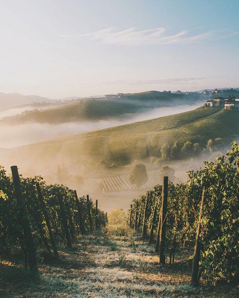 The drop-dead gorgeous vineyard landscape of the UNESCO World Heritage viticulture of the Langhe, Roero and Monferrato. Photo by: @carolafererro_ Wedding Winery Vineyard, Vineyard Vines Outfits, Backyard Vineyard, Vineyard Wedding Decor, Vineyard Landscape, Vineyard Photography, Italian Vineyard, Vineyard Art, Image Nature