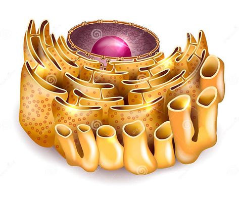 Cell Nucleus and Endoplasmic Reticulum Stock Vector - Illustration of isolated, cell: 63341229 Cell Anatomy, Cell Nucleus, Detailed Anatomy, Endoplasmic Reticulum, Background Illustration, Powerpoint Presentation, Framed Artwork, Anatomy, Stock Illustration