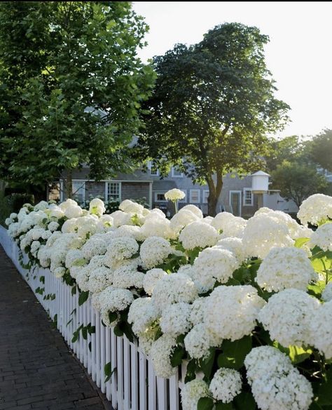 Annabelle Hydrangea, Nantucket Summer, Hydrangea Varieties, Hamptons Summer, White Hydrangeas, Coastal Life, Nothing But Flowers, Dream House Plans, Nantucket