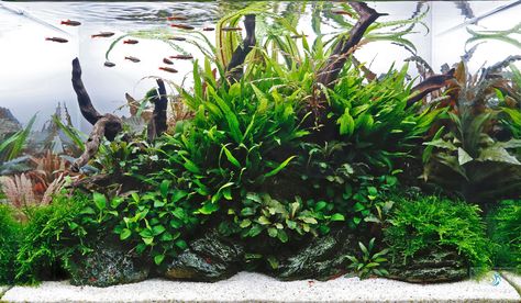 Aquascaper 600 Nature Aquarium. Aquascape display in Aquarium Gardens. Tropical Terrariums, Fish Tank Themes, Aquarium Garden, Moss Plant, Nature Aquarium, Aquascape Aquarium, Nature Style, Aquarium Design, Tanked Aquariums