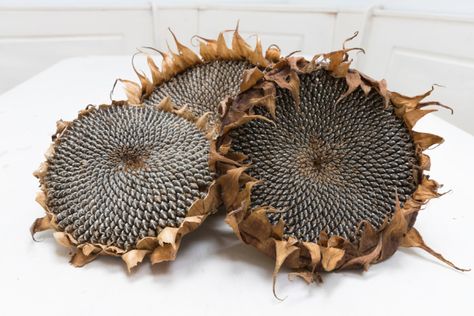 Mammoth Sunflower Growing Sunflowers From Seed, Container Gardening Fruit, Sunflower Heads, Living Room Plants Decor, Mammoth Sunflower, Dried Sunflowers, Growing Sunflowers, Sunflower Head, Halloween Tablescape