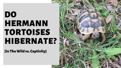 Do Hermann Tortoises Hibernate? [In The Wild vs. Captivity] What Age Do Hermann Tortoises Hibernate? Do I Have To Hibernate My Hermann Tortoise? How Do I Know When My Hermann Tortoise Is Ready To Hibernate? What Does Hibernation Involve? #tortoise #tort #hermann #hermanntort #hermanntortoise #pettortoise #pethermanntortoise Tortoise Quotes Life, Hermann Tortoise Outdoor Enclosure, Herman’s Tortoise, Hermann Tortoise, Tortoise Care, Funny Tortoise Memes, Tortoise