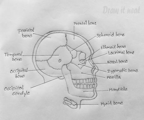 DRAW IT NEAT : How to draw Skull diagram - CBSE, NCERT Drawing Biology, Skull Diagram, Draw Skull, Biology Drawing, Neet Notes, Biology Diagrams, Science Diagrams, Body Bones, Basic Anatomy And Physiology