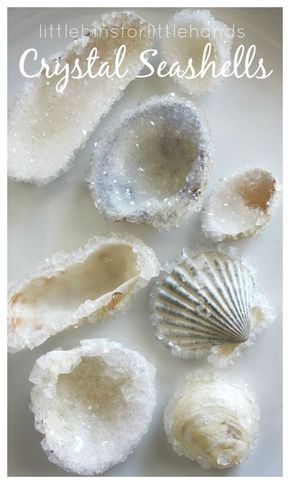 Crystal Seashells Borax Crystal Growing Science Experiment for Summer Science Crystal Growing, Borax Crystals, Crystal Seashells, Beach Inspired Decor, How To Make Crystals, Seashell Projects, Art Coquillage, Science Crafts, Shell Crafts Diy