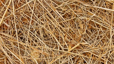 Real Horse on Tumblr Straw Mulch, Garden Mulch, Grain Store, Mushroom Cultivation, Straw Bales, Free Textures, Wheat Straw, Feral Cats, Organic Seeds