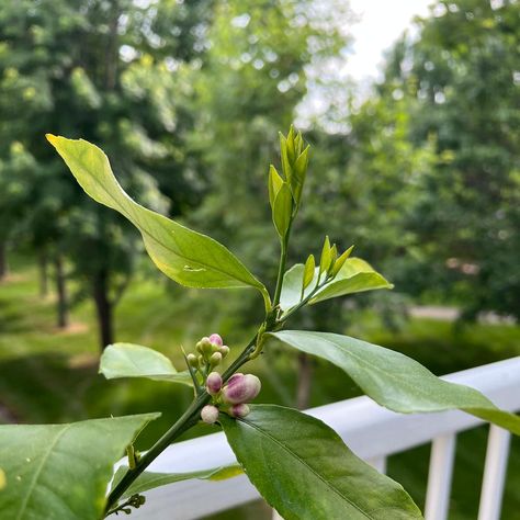 🍋 What Do Meyer Lemon Tree Flowers Mean? Indoor Meyer Lemon Tree, Meyer Lemon Tree Indoor, Meyer Lemon Tree Care, Meyer Lemon Tree, Charlie Brown Christmas Tree, Citrus Plant, Lemon Trees, Tree Growth, Green Veins