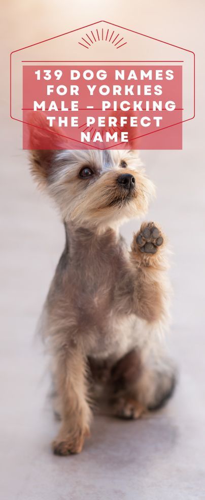 List Of Dog Names, Boy Puppy Names, Male Yorkie, Yorkie Training, Yorkie Names, Cute Names For Dogs, His Personality, Teacup Yorkie