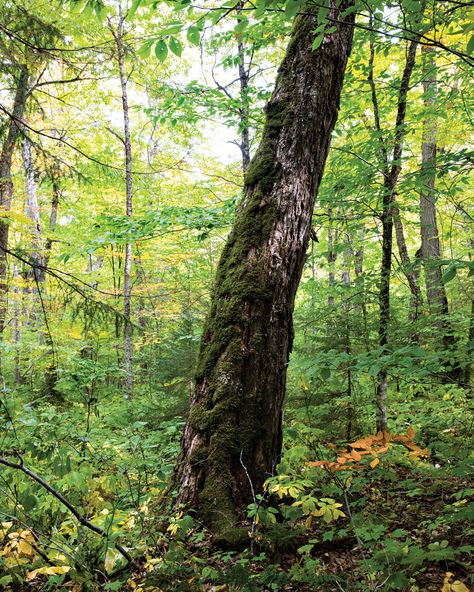 Nature, New England Woods, New England Forest, New Forest England, Manifest Life, Wall Aesthetic, New England Fall, Native Garden, New Forest