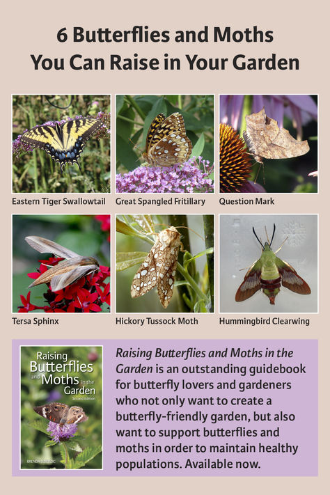 Butterfly expert Brenda Dziedzic shares her vast experience so you can attract butterflies and moths to your garden. “Raising Butterflies and Moths in the Garden” is available now. Pollination Garden, Butterfly Raising, How To Attract Bats, Moth Garden, Raise Butterflies, Patio Garden Bed, Butterfly Identification, Pollinator Garden Design, Raising Butterflies