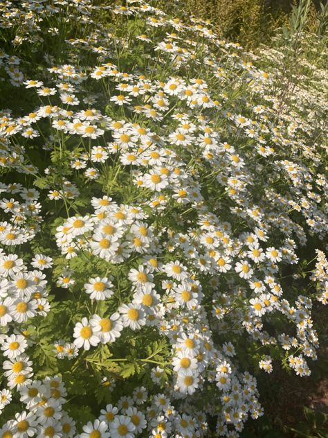 Peaceful Aesthetic, Wild Daisies, Countryside Life, So Aesthetic, Favourite Flowers, Garden Journal, Nothing But Flowers, Wallpaper Nature Flowers, Aesthetic Flowers