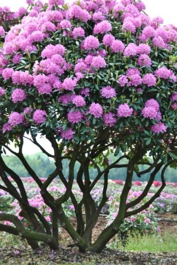 Rhododendron, här uppstammad som litet träd. Trivs i sol/halvskugga med lagom bevattning. Blommar maj-juni. Behöver inte beskäras men kan göras efter blomning under JAS-perioden. Vill ha kemiskt sur jord. Rhododendron Tree, Rhododendron Garden, Pink Rhododendron, Azalea Flower, Flowering Tree, Garden Shrubs, Ornamental Trees, Flowering Shrubs, Deck Garden