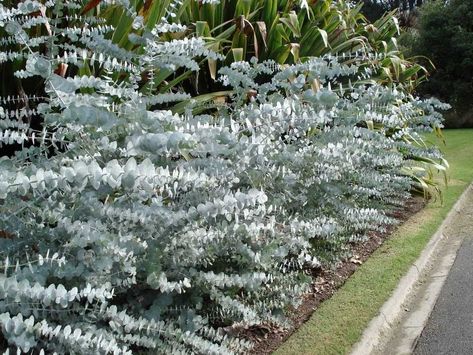 Spiral Eucalyptus, Australian Native Garden, Blue Spiral, Blue Plants, Australian Plants, Silver Dollar Eucalyptus, Australian Garden, Australian Native Plants, Garden Shrubs