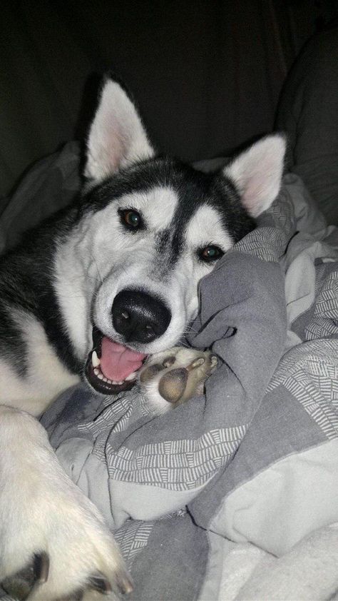 They enjoy your bed♥ Cute Husky Puppies, Dogs Husky, Cute Husky, Cute Dog Pictures, A Husky, Girl Dog, Mixed Breed Dogs, Husky Puppy, Husky Dogs