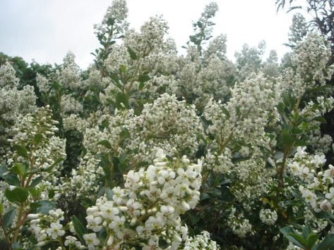 Escallonia White Hedging - Hopes Grove Nurseries Escallonia Hedge, Flowering Hedge, Shrubs For Borders, Privacy Hedges, Evergreen Hedge, Privacy Hedge, Hedging Plants, Choose Hope, Noise Pollution