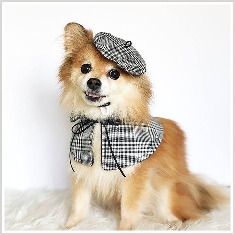 Dog Clothes - Find thousands of brands and great products, all catered for the modern shopper like YOU. Check It Out Now! Natal, Dog Apparel Pet Fashion, Pet Magazine, Dog Clothes Diy, Pet Ideas, Dog Scarf, Designer Dog Clothes, Pet Scarf, Dog Clothing