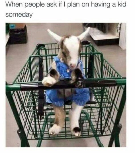 18 Hilarious Goat Memes To Make Your Sunday Even Better - I Can Has Cheezburger? Baby Goat, Cute Goats, Baby Goats, Blue Merle, E Card, Fitness Life, Funny Animal Pictures, Diy Halloween, Animal Memes