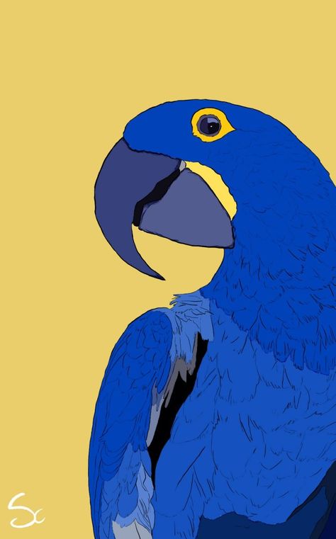 Hyacinth Macaw, Drawings