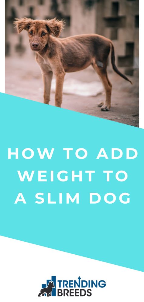 High Protein Dog Treat Recipes, High Protein Dog Treats, How To Fatten Up A Dog, How Much To Feed Your Dog, Weight Pulling Dog, Dog Weight Gain Tips, How To Get A Dog To Gain Weight Food, Dog Gain Weight Help, How To Put Weight On A Dog