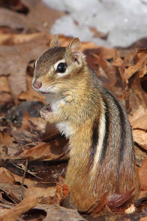 Eastern Chipmunk, North American Animals, Squirrel Pictures, American Animals, Cute Squirrel, Cute Animals Images, Cute Wild Animals, Cute Animal Pictures, Chipmunks