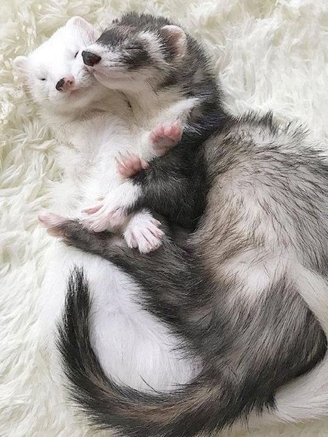 Ferret cuddles #ferrets #cuteanimals #pets https://ift.tt/2opV61R Two Ferrets, Baby Ferrets, Funny Ferrets, Ferret Cage, Pet Ferret, Cute Ferrets, Pretty Animals, Silly Animals, Animal Wallpaper