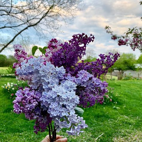 All About Lilac Bushes Lilac Varieties, Common Lilac, French Lilac, Lilac Bushes, Lilac Tree, Lilac Blossom, Hydrangea Care, Fragrant Plant, Lilac Flowers