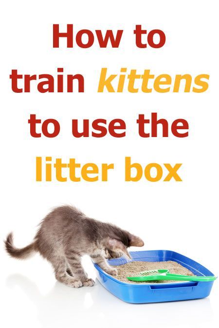 How to train kittens to use the litter box. #Cats #LitterBox #TrainingCat #CatTraining #CatLitter #CatLitterBox Training A Kitten, Raising Kittens, Best Litter Box, Dinosaur Lamp, Cat Toilet Training, Cat Care Tips, Kitten Care, Cat Training, Cat Behavior