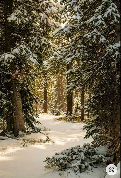 Early Winter Wallpaper, Scenery Photography Landscape, Snow Scenery, Winter Woods, Snowy Trees, Image Nature, Winter Images, Early Winter, Winter Love